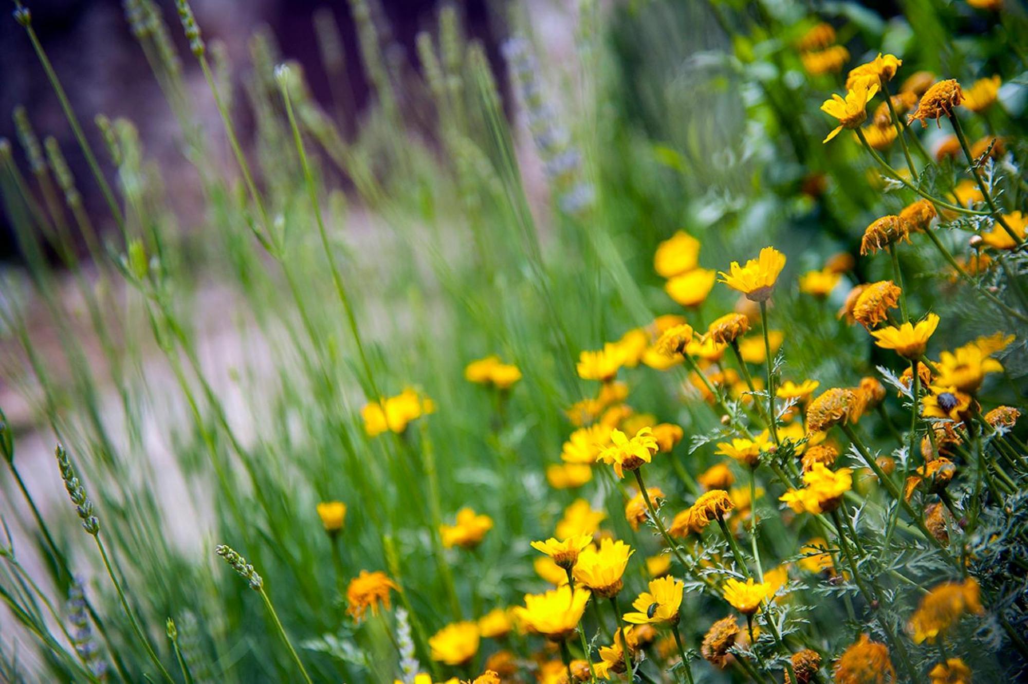Apartment Dalmatian Garden Šibenik Dış mekan fotoğraf